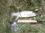 First trout of summer 2012